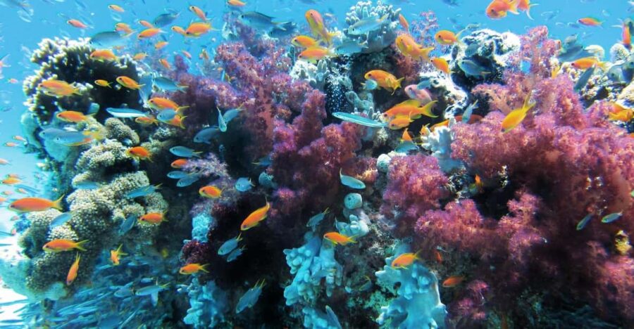 Scuba Dive in Big Wall (Vietnam) - Activity Overview