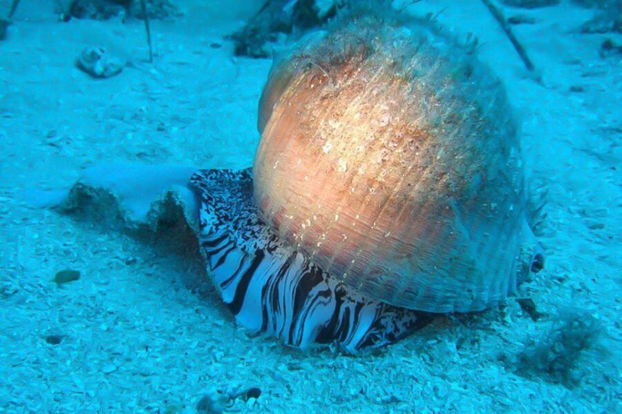 Scuba Diving in Dubrovnik: 1 Dive for Certified Divers