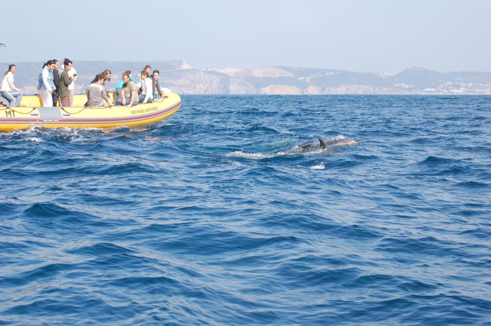 Sesimbra: Eco-friendly Dolphin Watching Tour