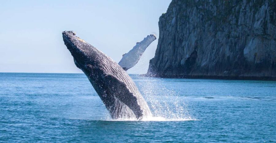 17 Best Cruises And Boat Tours In Seward