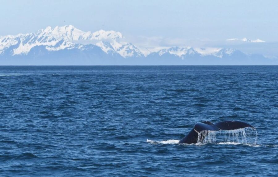 Seward: Spring Wildlife Guided Cruise