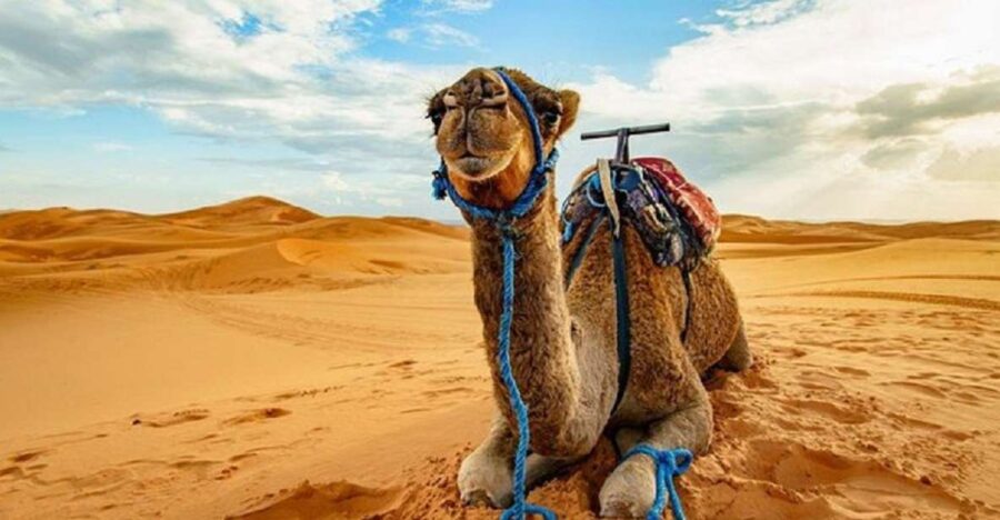 9 Best National Park Tours in Sharm El Sheikh