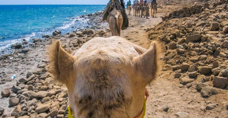 Sharm El Sheikh: Dahab, Canyon, Camel, and Snorkel Jeep Tour