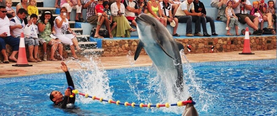 Sharm El-Sheikh: Dolphin Show & Optional Swimming W/Dolphins