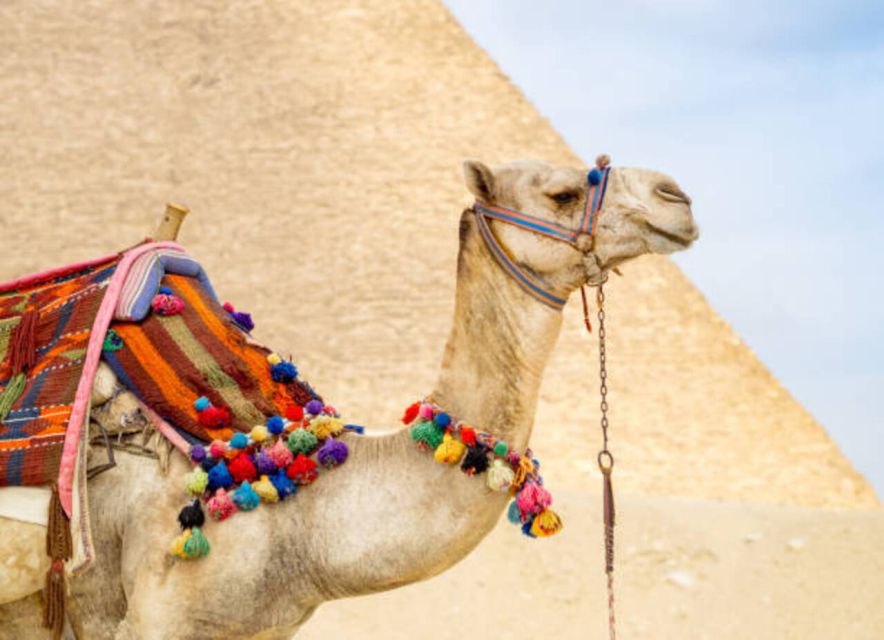 Sharm El-Sheikh: Full-Day Tour of Cairo and Pyramids by Bus