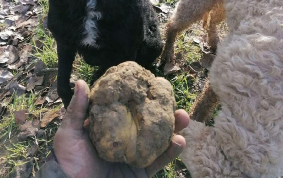Siena – Truffle Hunt With Lunch and Brunello DOCG