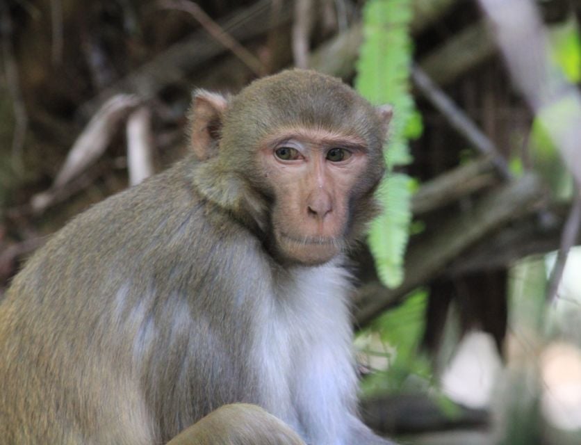 Silver Springs: Manatees and Monkeys Clear Kayak Guided Tour - Overview of the Tour