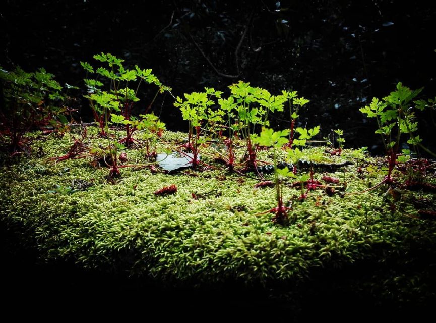 Sintra: Kingdom of Love Private Walking Tour With Historian