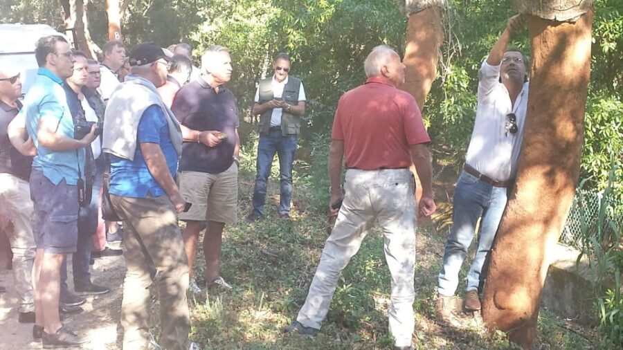Sintra: Sintra Vintage 4×4