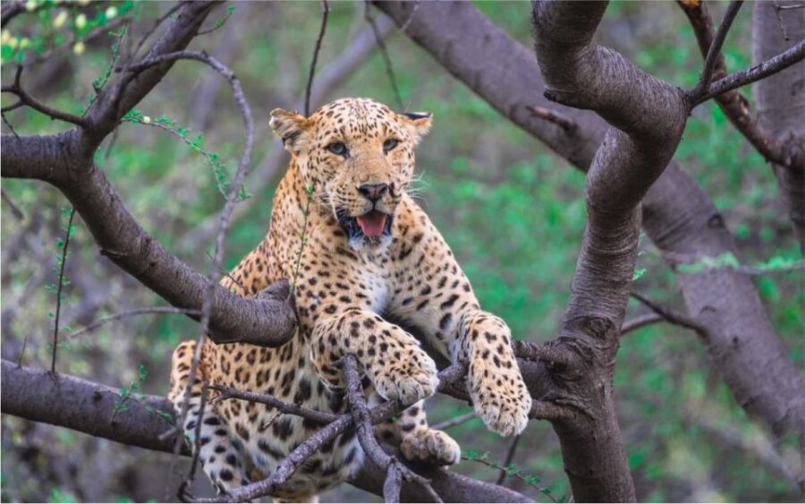 Skip The Line : Nahargarh Biological Park Tour, Jaipur - Overview and Location