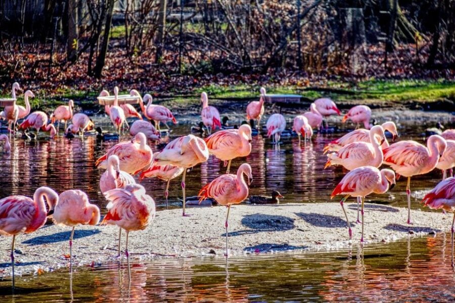 Skip-The-Line Tickets to Bronx Zoo With Private Transfers