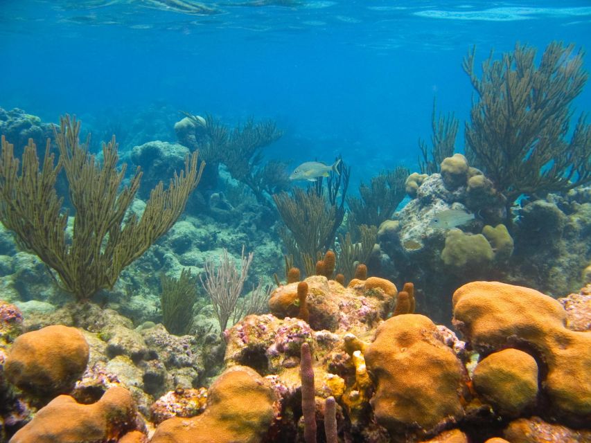 Snorkel Discovery - Turtles & Cenotes - Tour Details