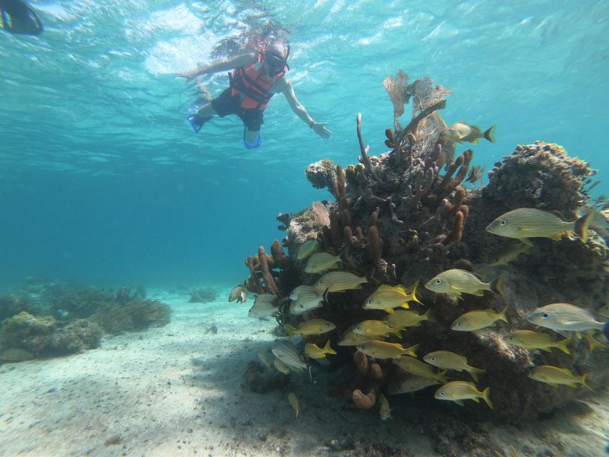 Snorkel Tour: Searching for Turtles at Mahahual Reef Lagoon