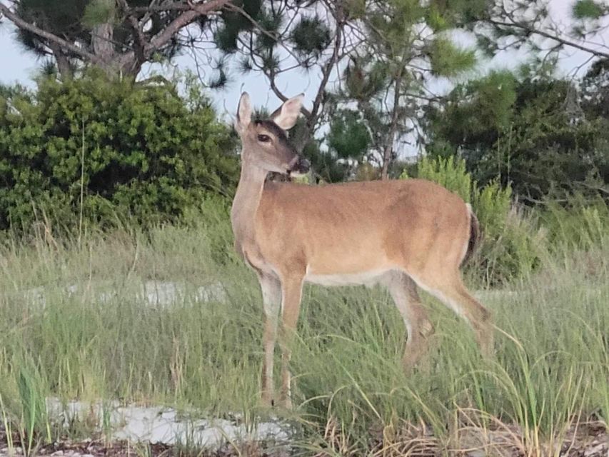 Snorkeling, Dolphins, Wildlife Sightings in St. Andrews Bay
