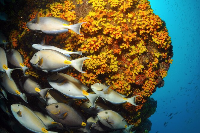 Snorkeling Experience in Santa Maria Bay by Boat