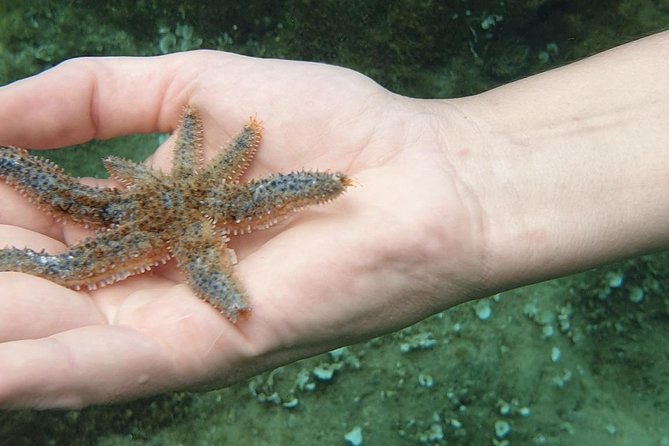 Snorkeling in Ustica (Observation of Marine Flora and Fauna) - Meeting and Pickup Details