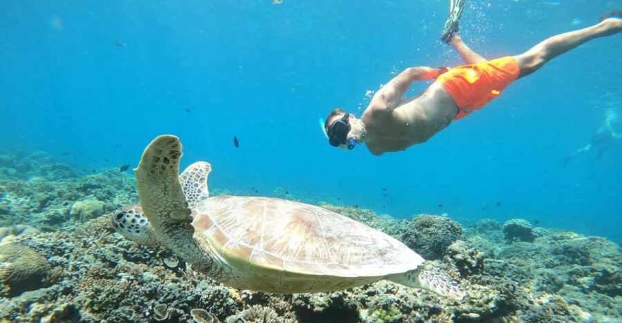 Snorkeling Swimming With Turtle & Underwater Statue