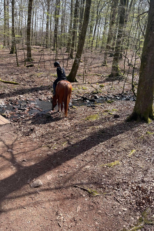 Söderåsen National Park: 3.5h Riding for Experienced Riders