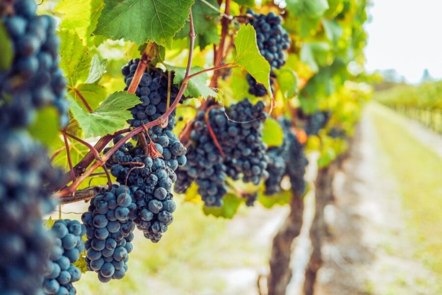 Sonoma County: Tasting Pass (Choose 1, 2, or 90 Days) - Tasting Pass Overview