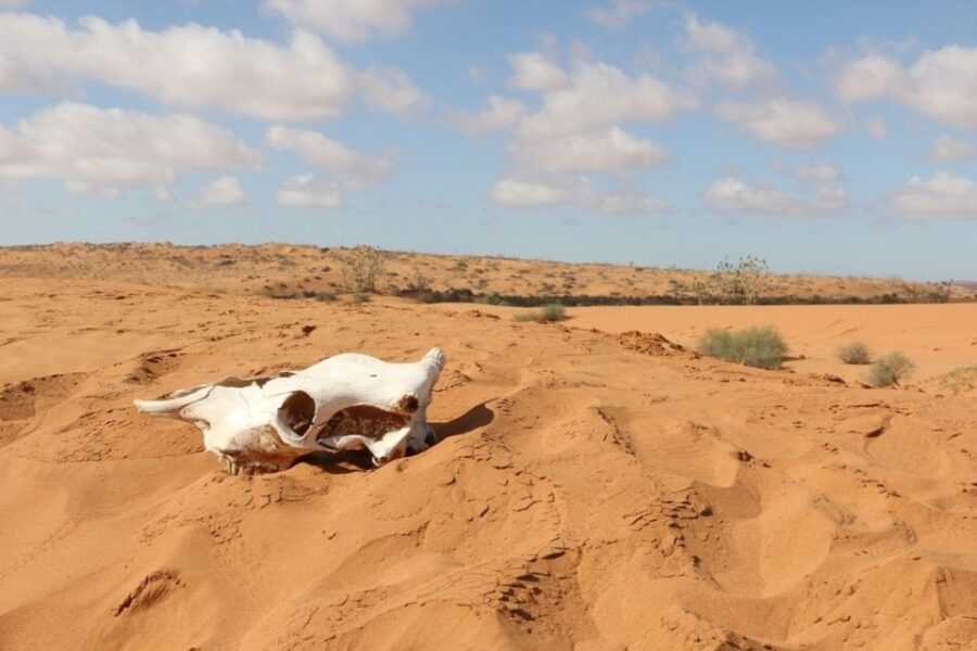 Souss-Massa National Park: Full Day Jeep Tour With Lunch - Tour Overview