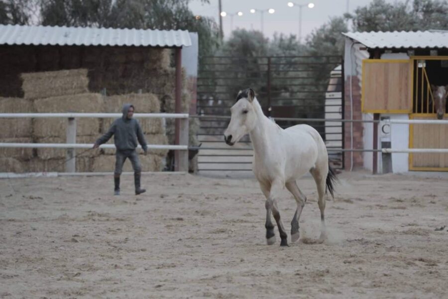 Sousse/Monastir: Private Horseback Riding Trip With Transfer