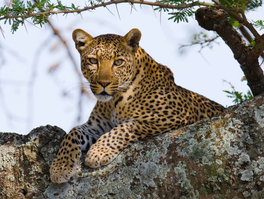 South Africa to Kruger National Park Adventure