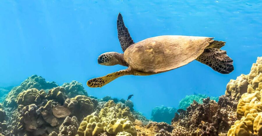 South Maui: Eco Friendly Molokini and Turtle Town Tour