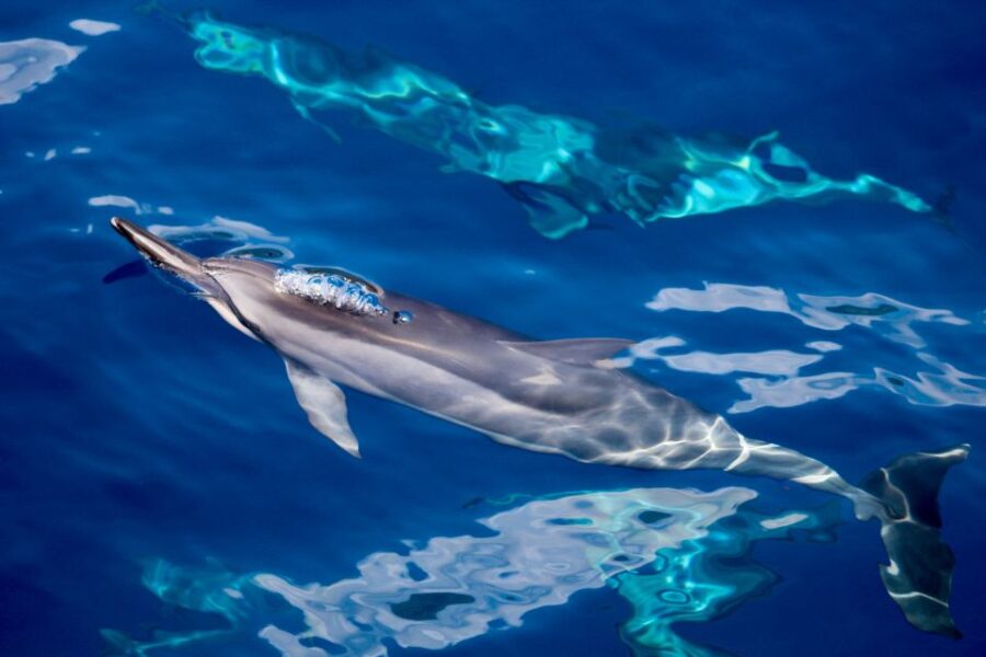 South Maui: Lanai Snorkel & Dolphin Watch From Maalaea - Tour Overview