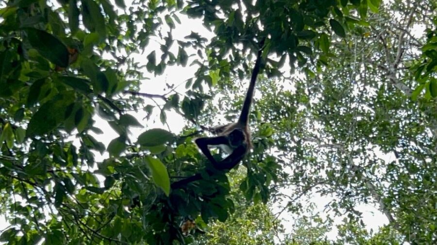 Spider Monkey at Punta Laguna