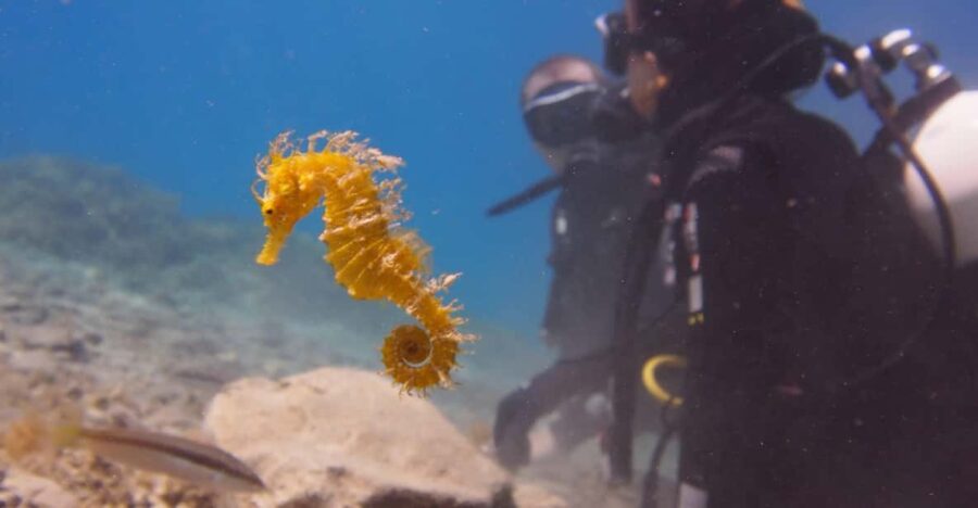 2 Best Scuba Diving Experiences In Makarska