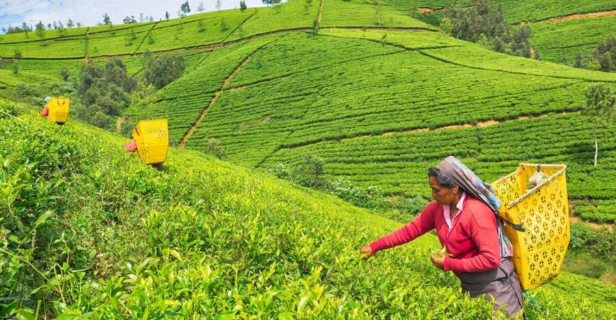 Sri Lanka 10 Days Tour Package - Best of Sri Lanka - Tour Overview and Highlights