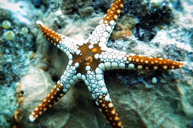Starfish Adventure; Blue Lagoon Snorkeling; The Rock; Paje Beach; Jozani Forest
