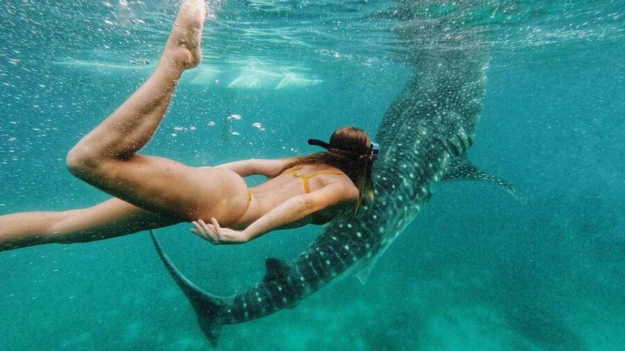 Sumbawa Tour 2 Days 1 Night ( Whale Shark Tour) - Tour Overview and Pricing