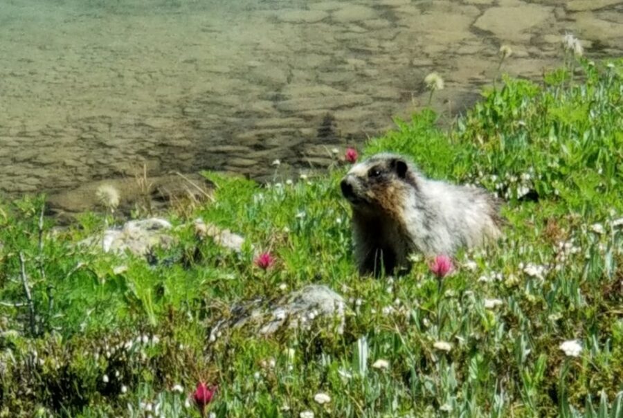 Sunshine Meadows Daily Guided Hike With Gondola - Overview and Pricing