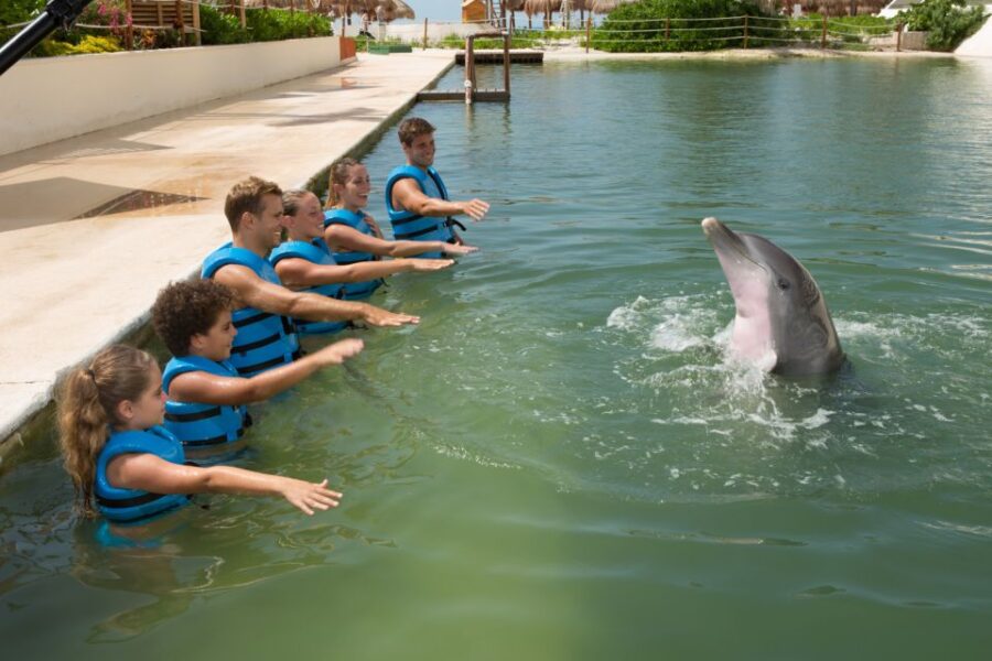 Swim With Dolphins Ride - Punta Cancun