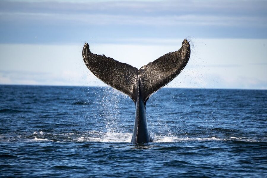 4 Best Tours In Tadoussac