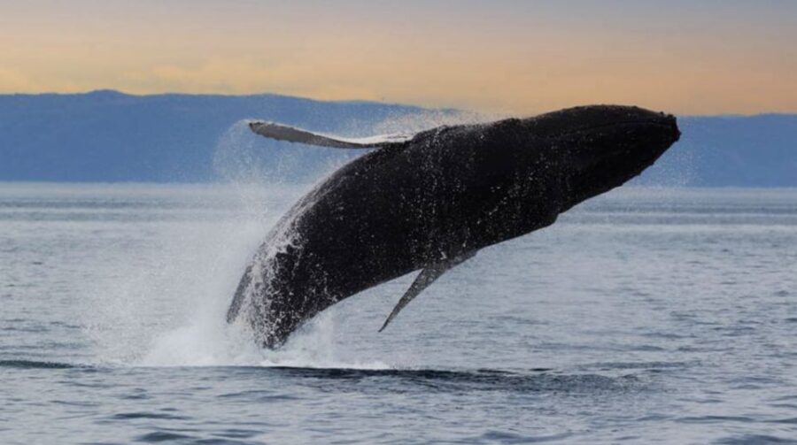 Tadoussac: VIP Lounge or Upper Deck Whale Watching Cruise