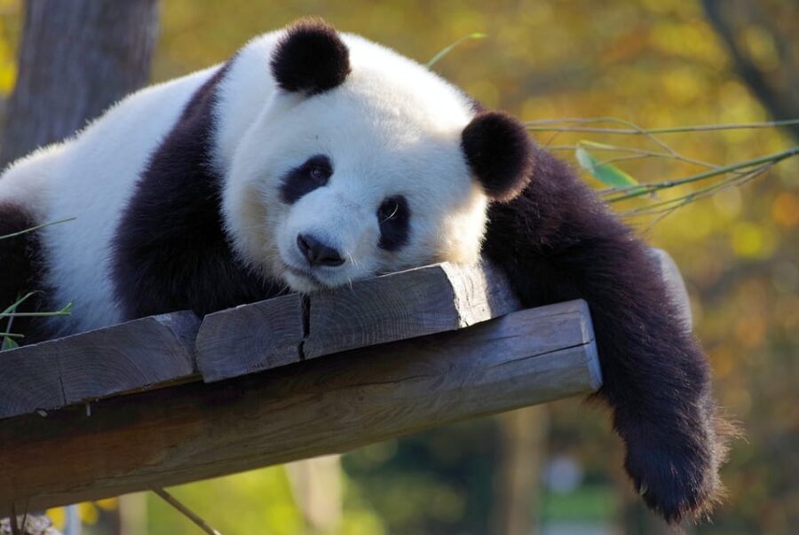 Taipei: Zoo Entrance Ticket - Ticket Pricing and Reservation