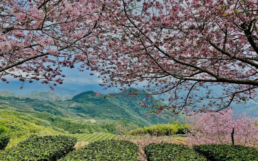 Taiwan: Alishan National Forest Recreation Area E-ticket - Ticket Details and Pricing