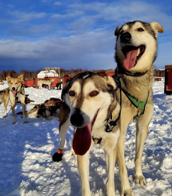 Talkeetna: Alaskan Winter Dog Sledding Experience