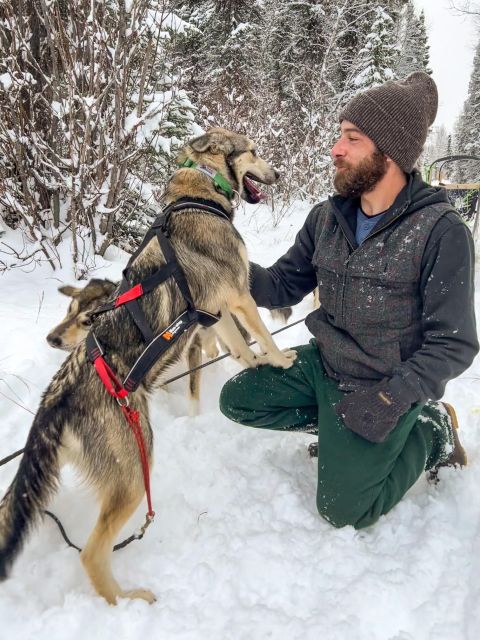 Talkeetna: Winter Dog Sled Tour Morning or Night Mush!
