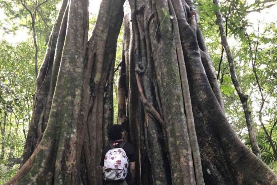 Tamblingan Lake Jungle Trekking & Lake Paddeling