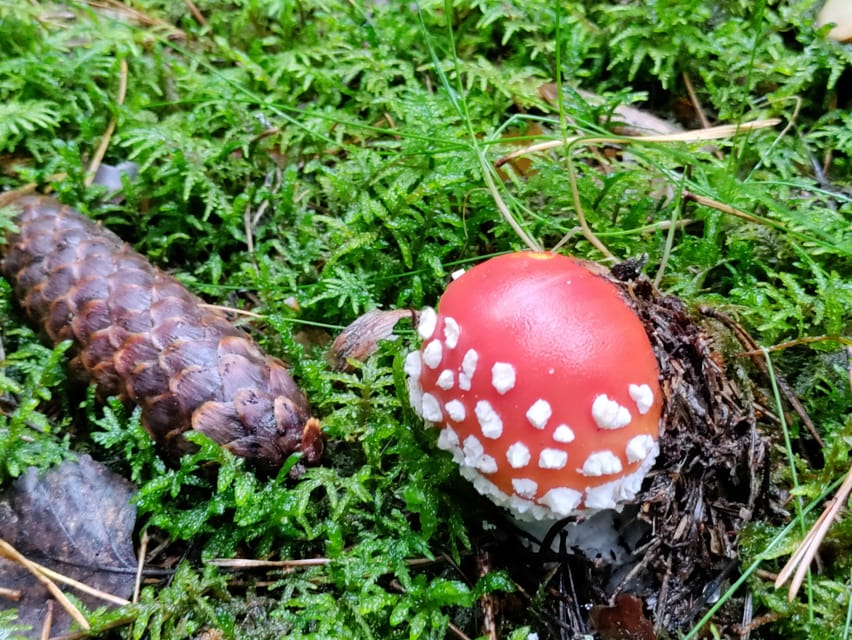 Tampere; Pyynikki Nature Tour With a Tasty Treat.