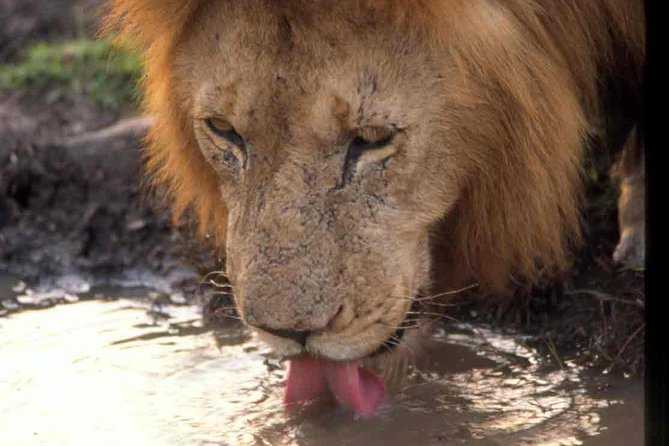 Tanzania 4 Days 3 Nights Budget Camping Safari to Serengeti and Ngorongoro