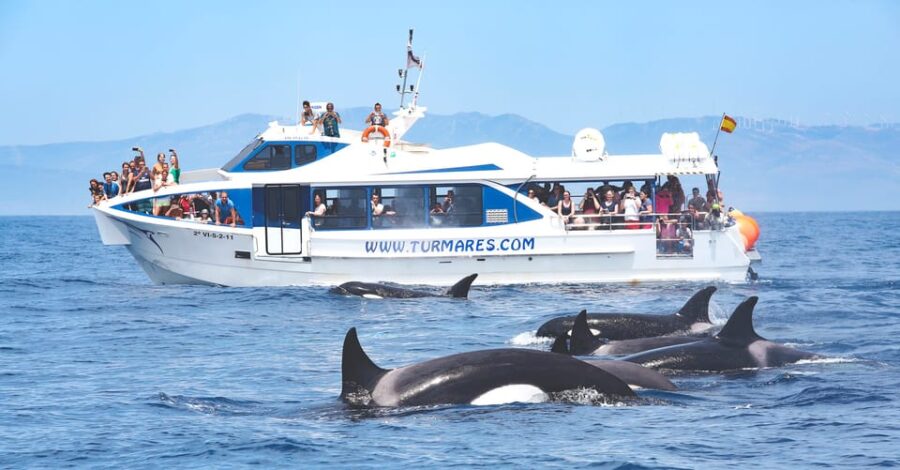 Tarifa: Orca, Whale and Dolphin Watching Boat Experience