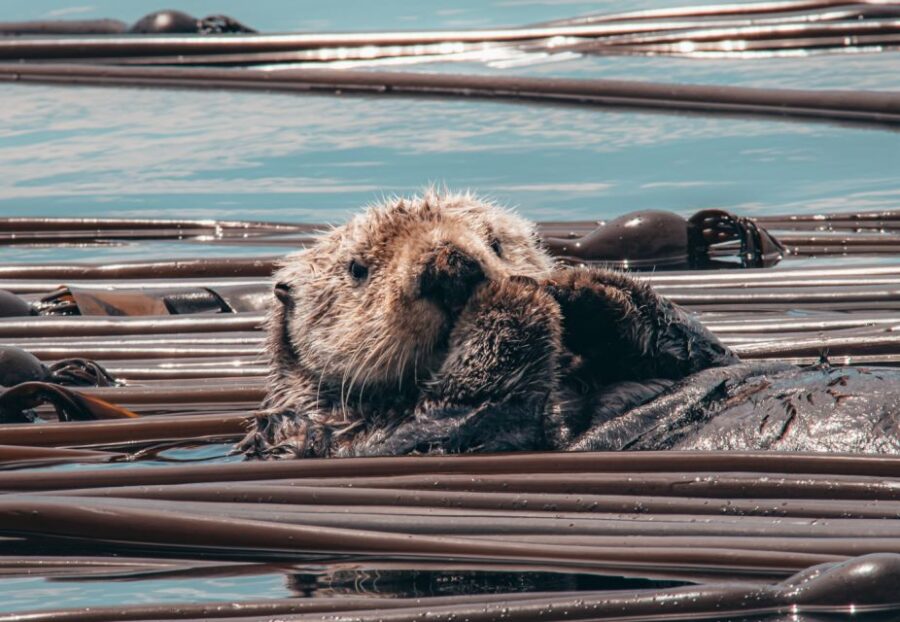 Telegraph Cove: Half-Day Whale Watching Tour