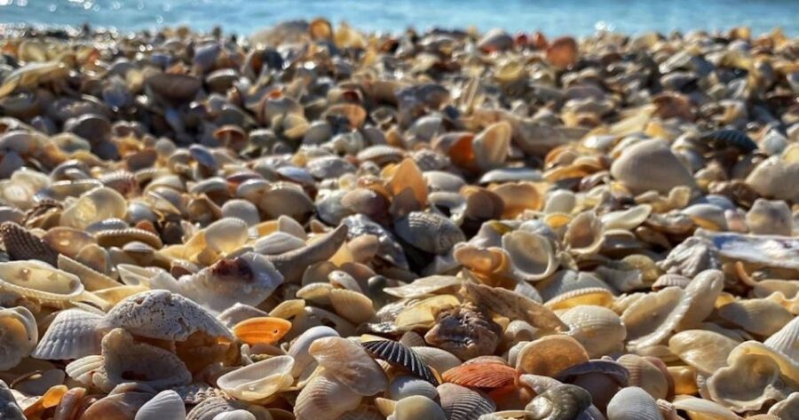 Ten Thousand Islands Shelling Tour