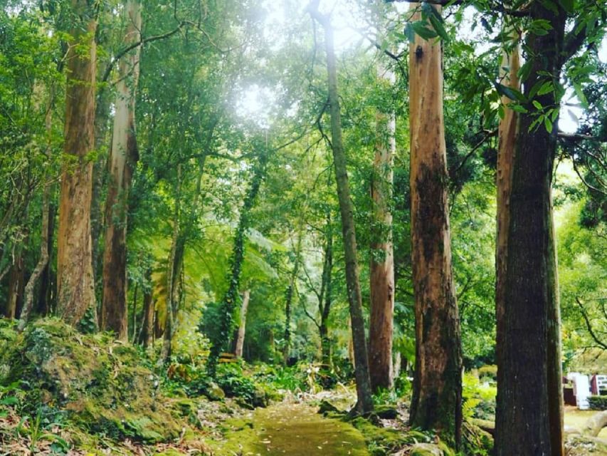 Terceira Island : Half-Day Van Tour on the West Coast