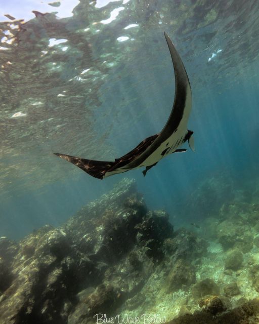 The Window: Manta Ray Dive at La Reina