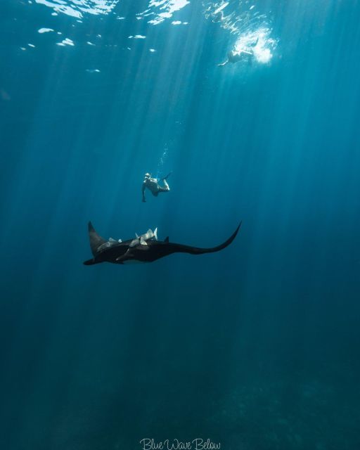 The Window: Manta Ray Snorkeling Adventure